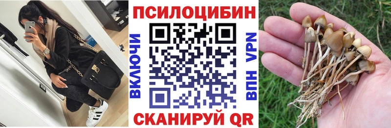 Купить закладки  Мещовск  Псилоцибиновые грибы Psilocybe 